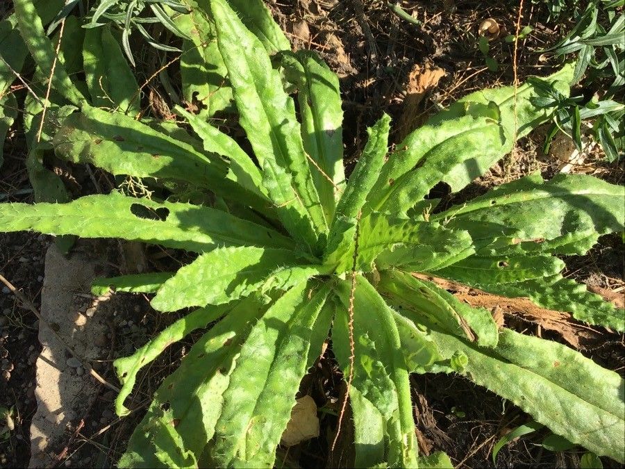 Anchusa formosa — search result for 'Anchusa'
