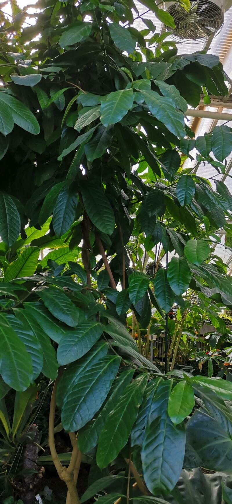 Strophanthus caudatus habit