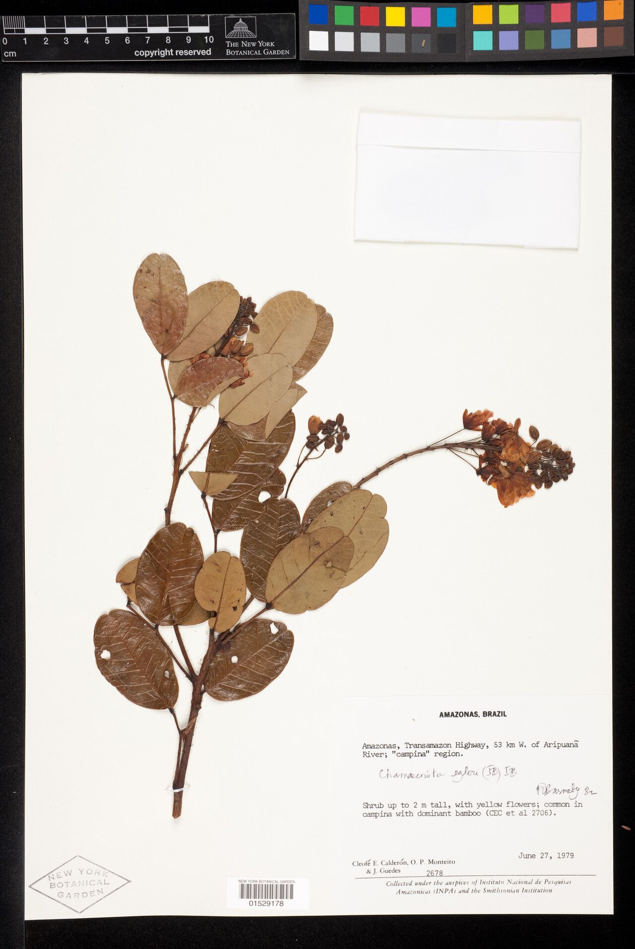 Chamaecrista egleri — houseplant care guide