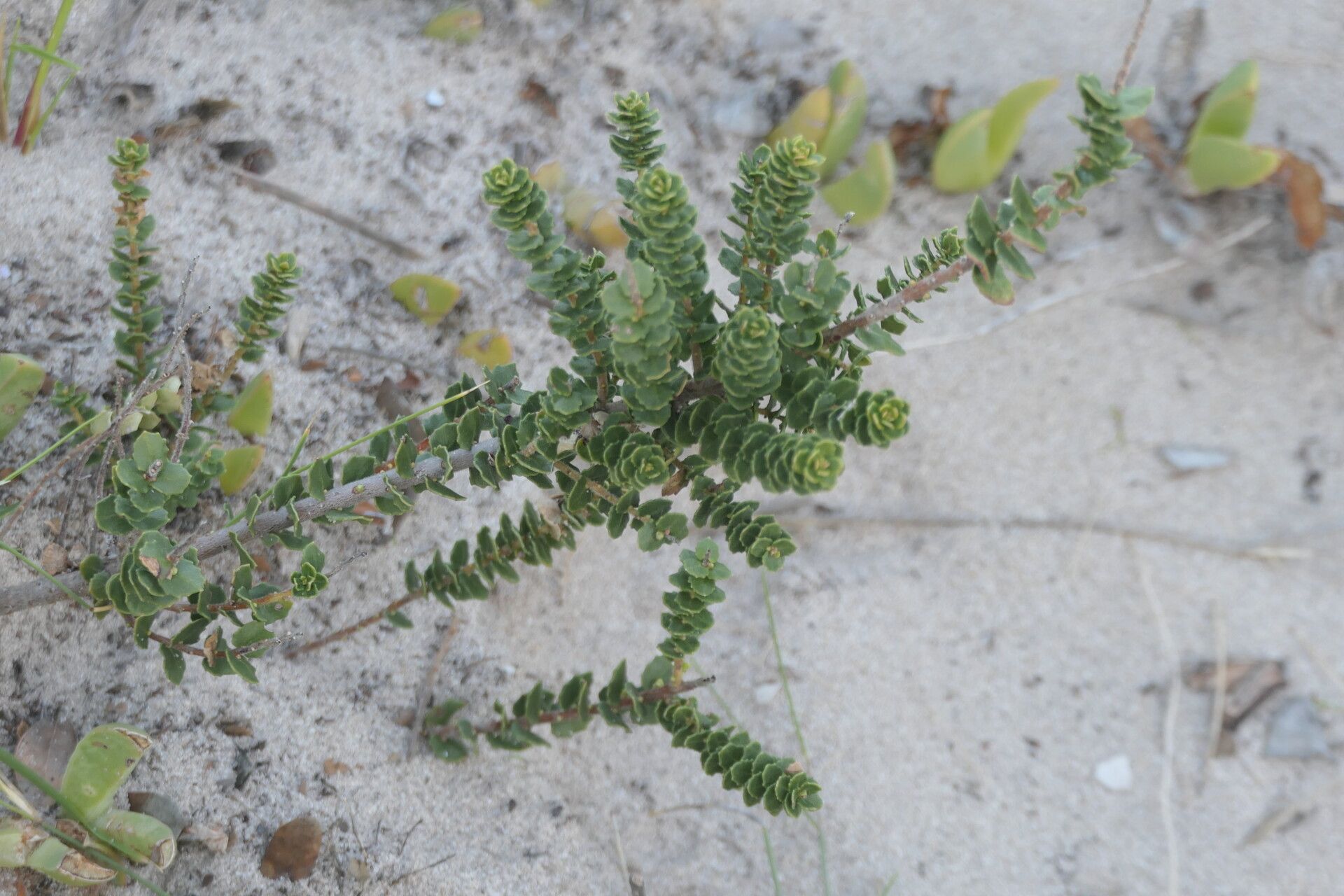 Morella cordifolia habit
