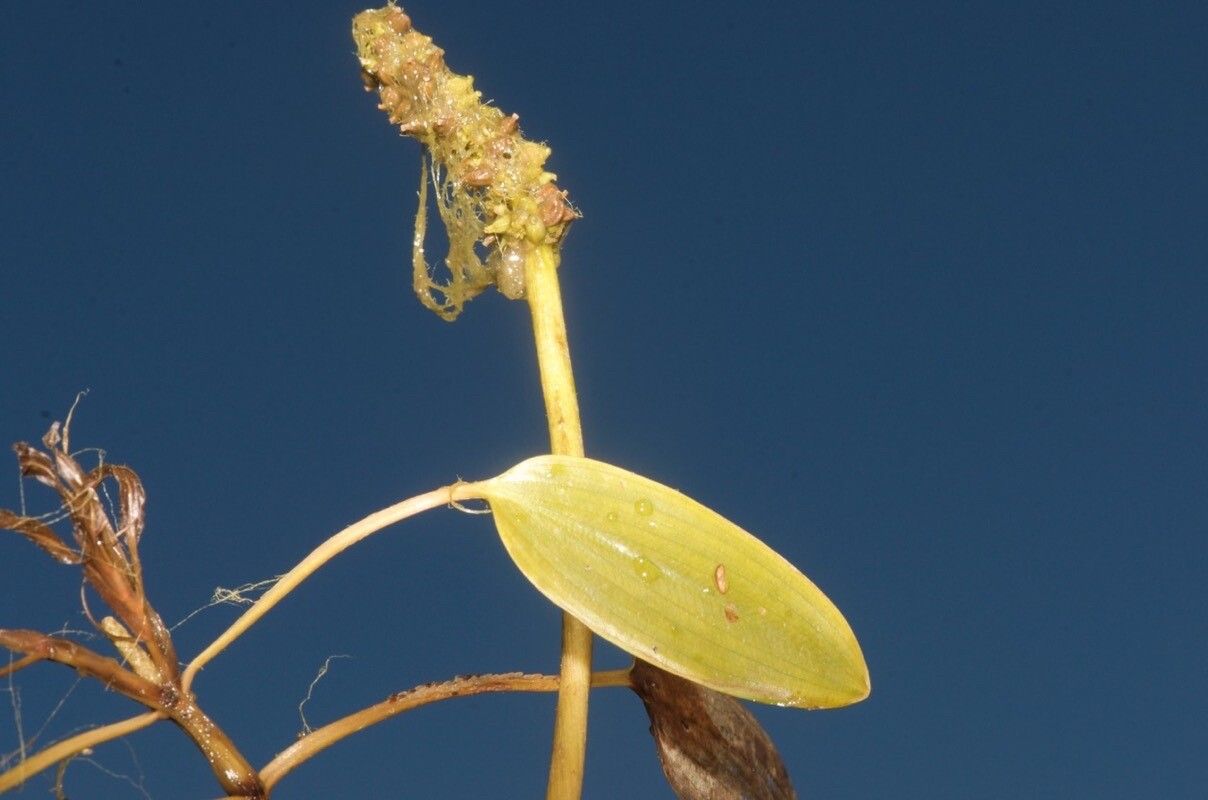 Potamogeton gramineus flower