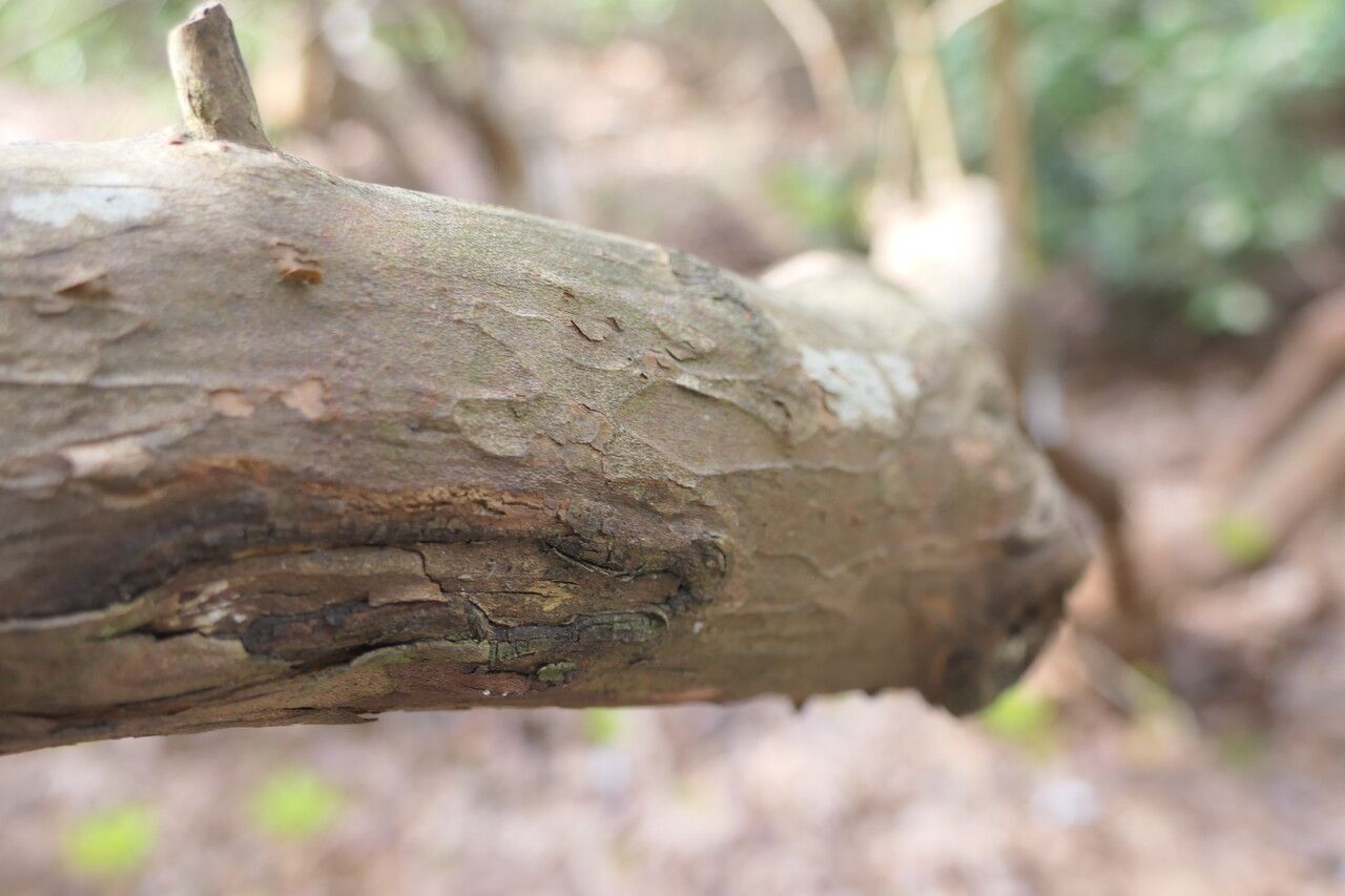 Clethra fargesii bark