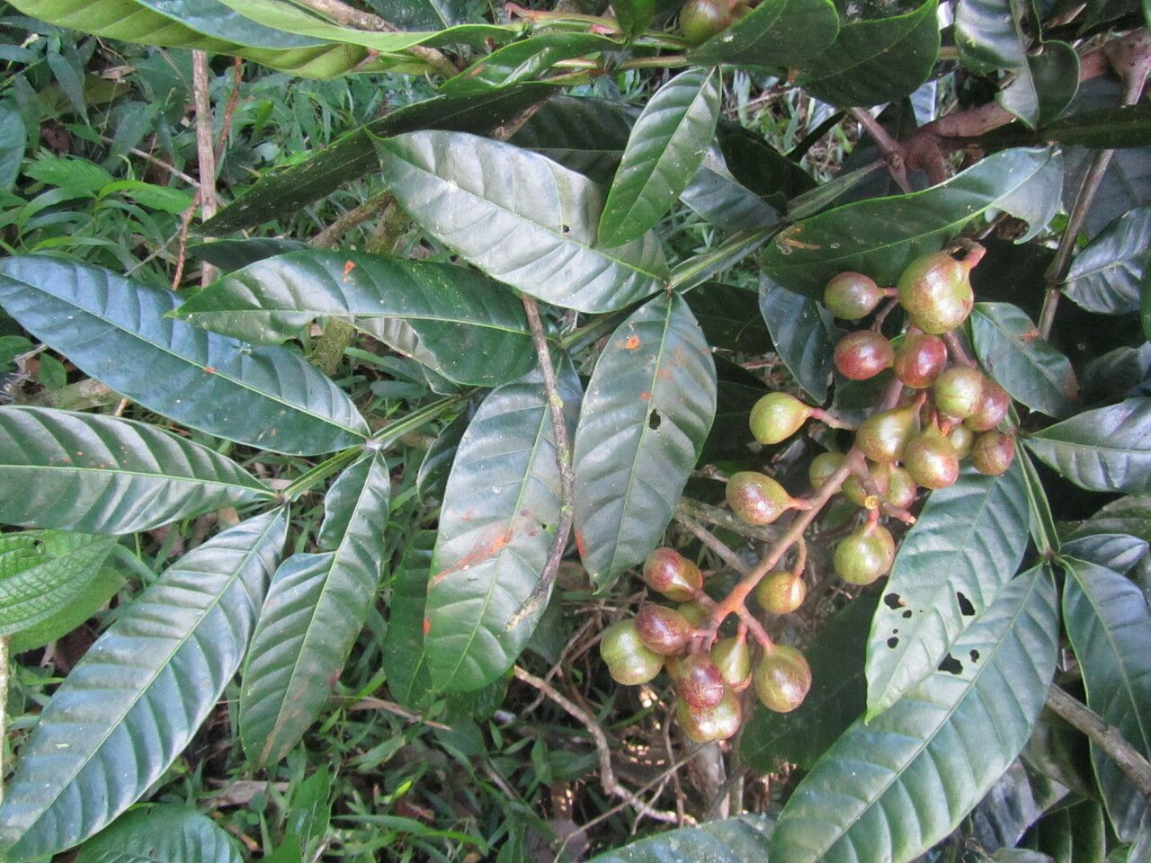 Guarea pterorhachis fruit