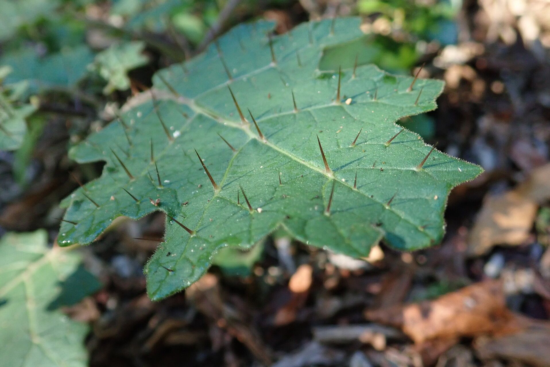 Solanum ditrichum leaf