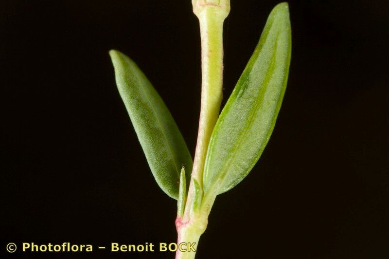 Helianthemum neopiliferum leaf