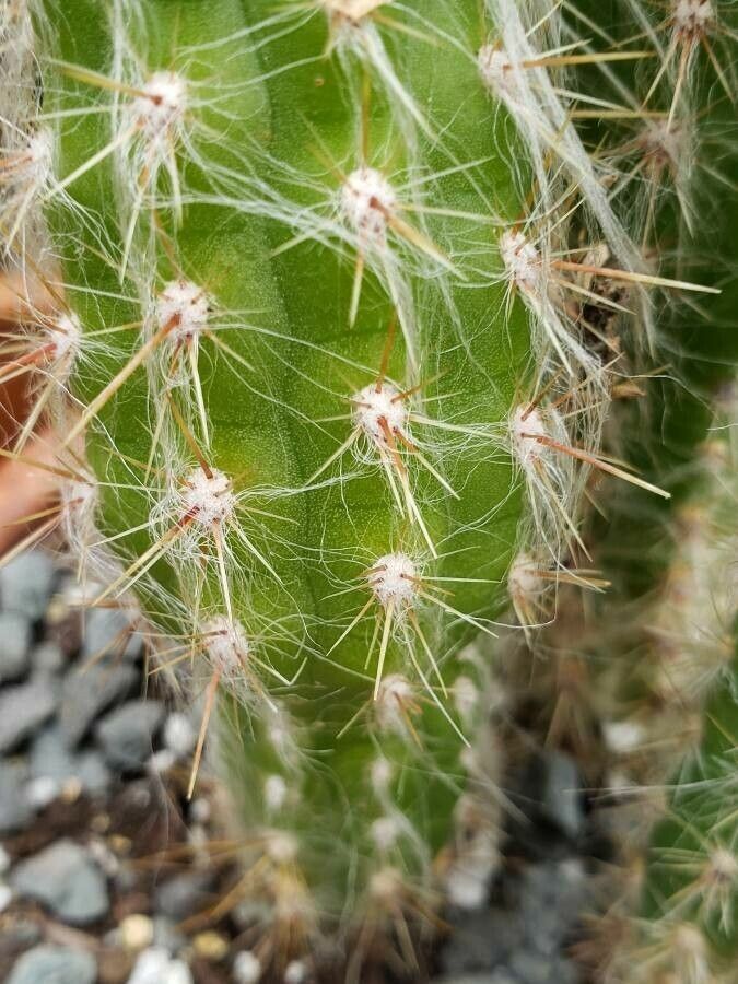 Oreocereus doelzianus — related species from the same genus