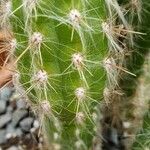 Oreocereus doelzianus