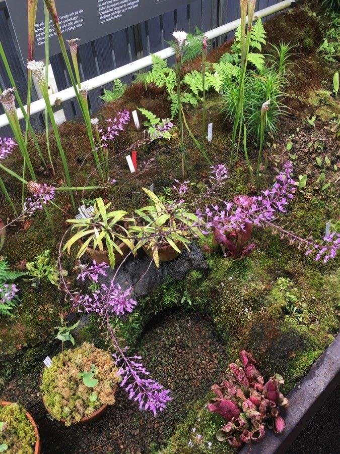 Stenoglottis longifolia habit