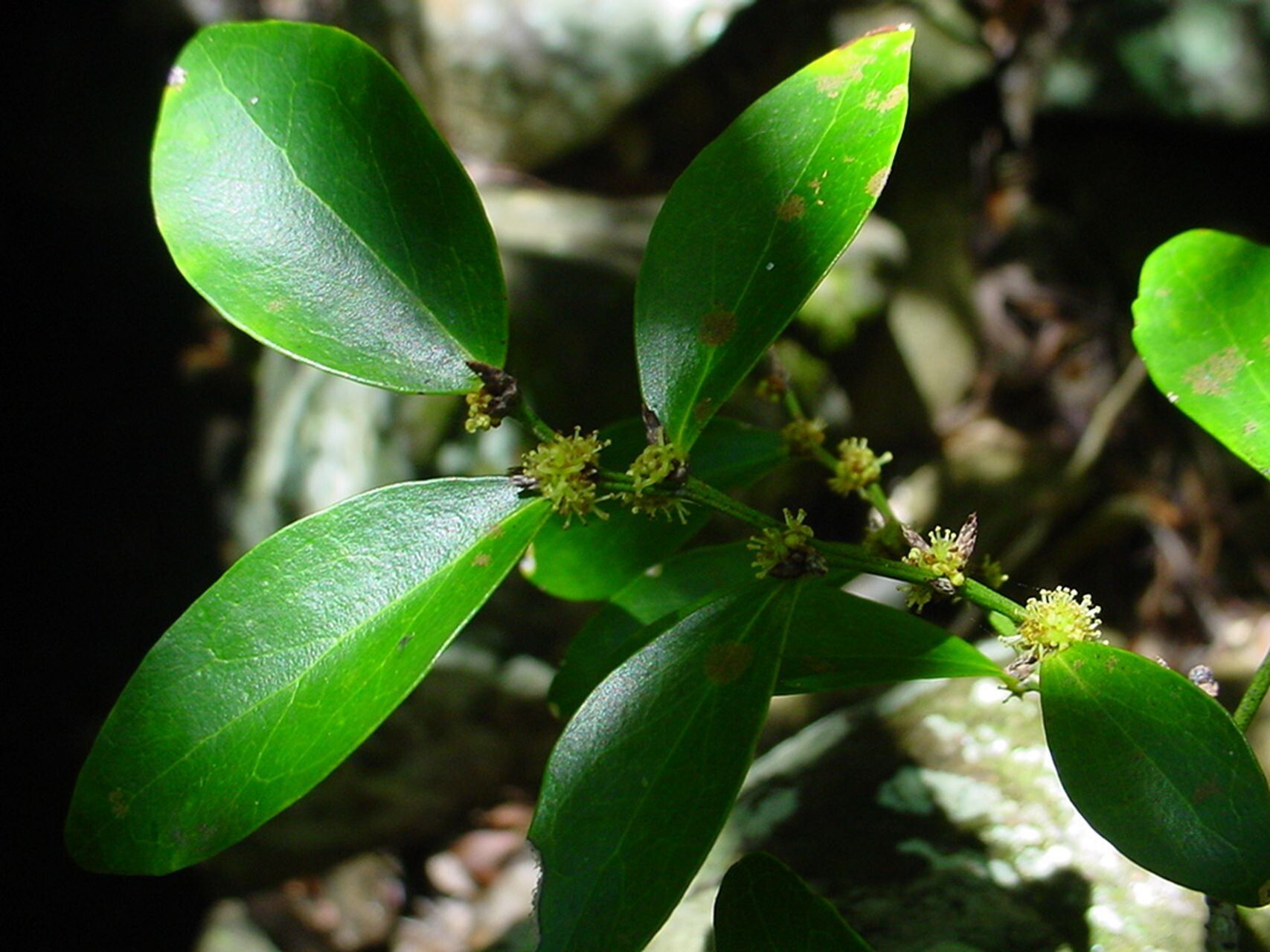 Phyllanthus loranthoides — houseplant care guide