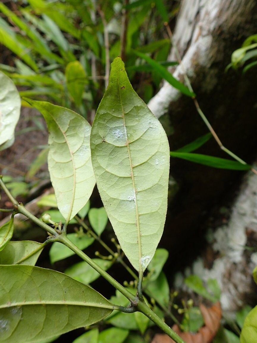 Pauridiantha liebrechtsiana — houseplant care guide