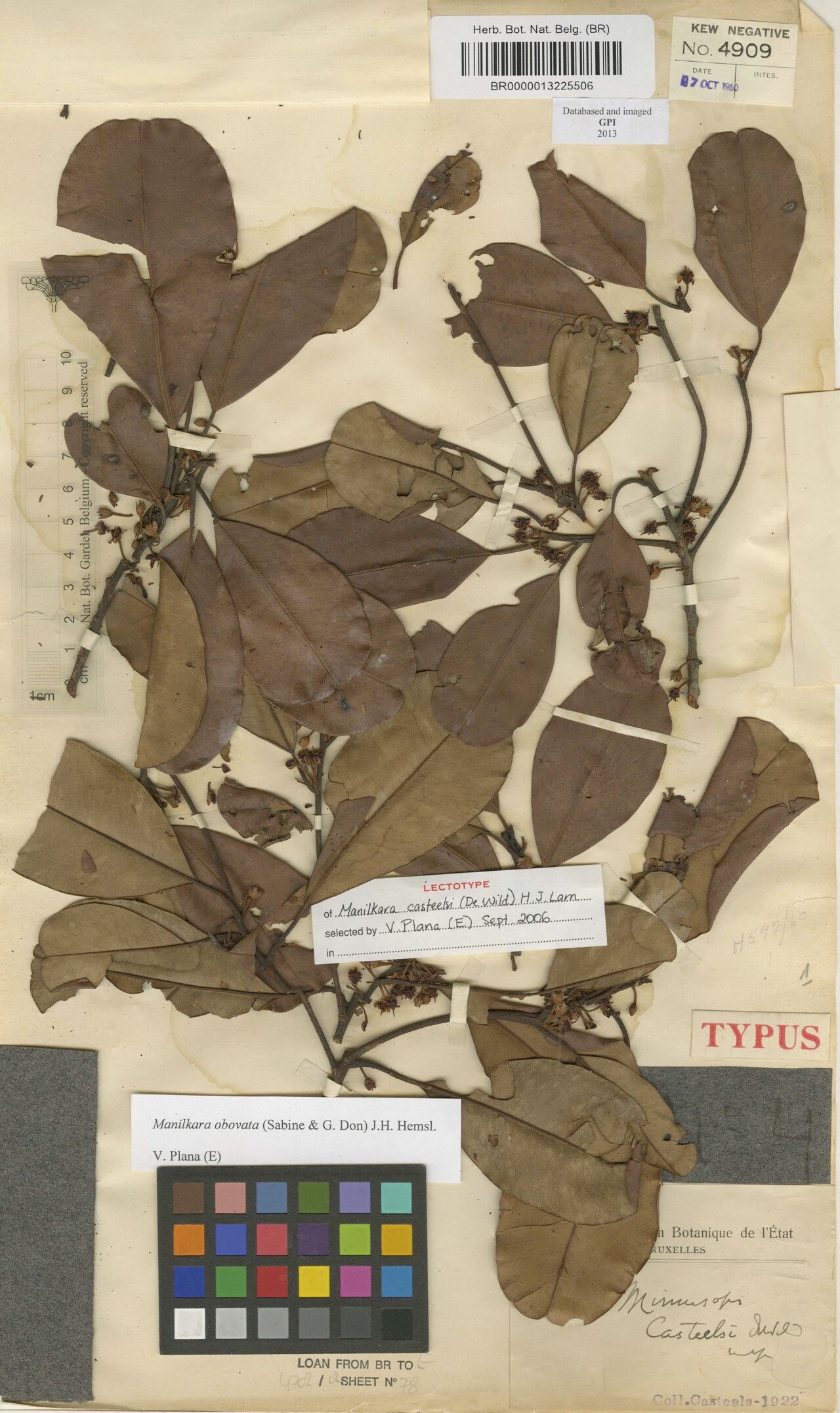 Manilkara casteelsii — houseplant care guide