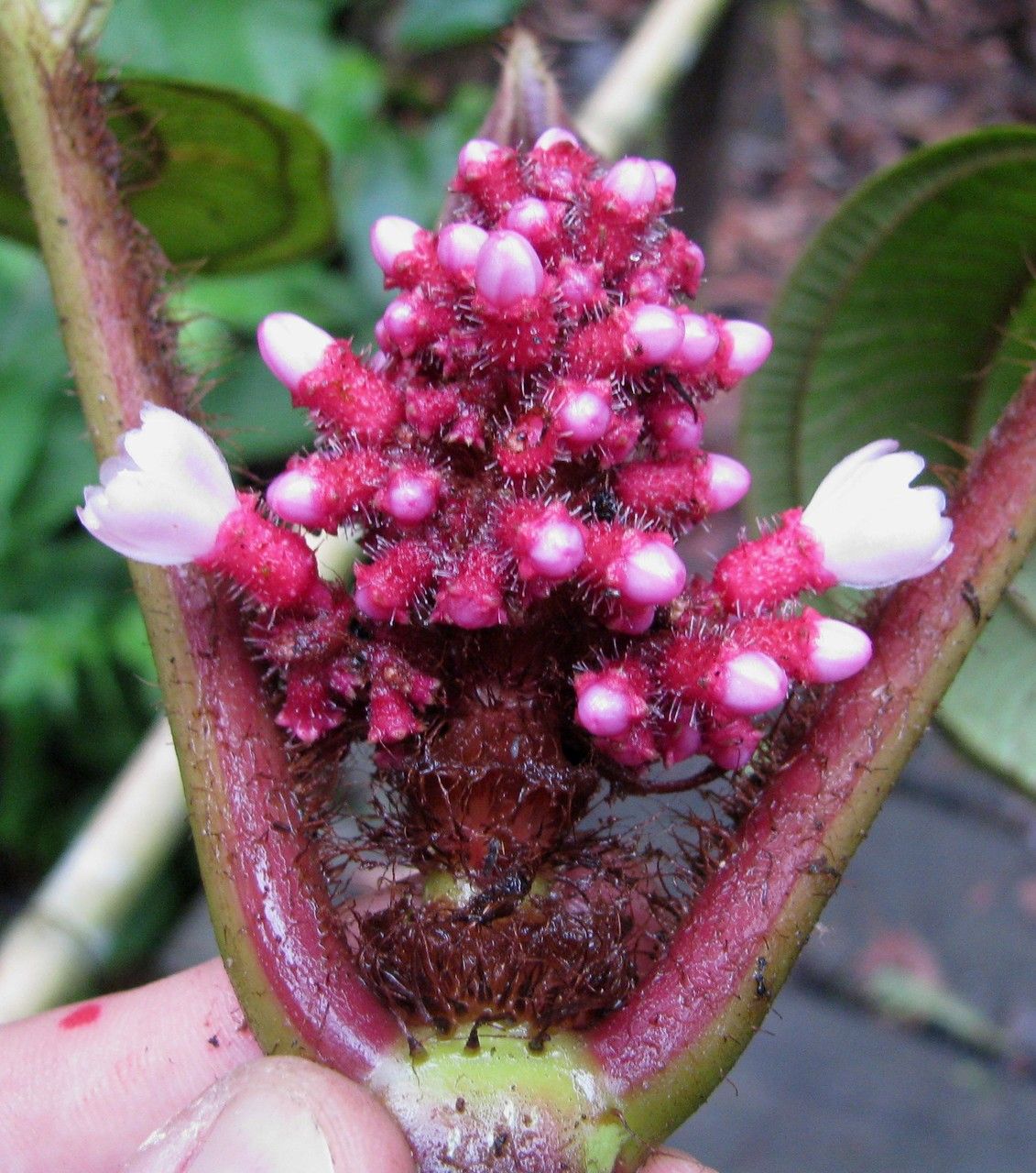 Miconia platyphylla fruit