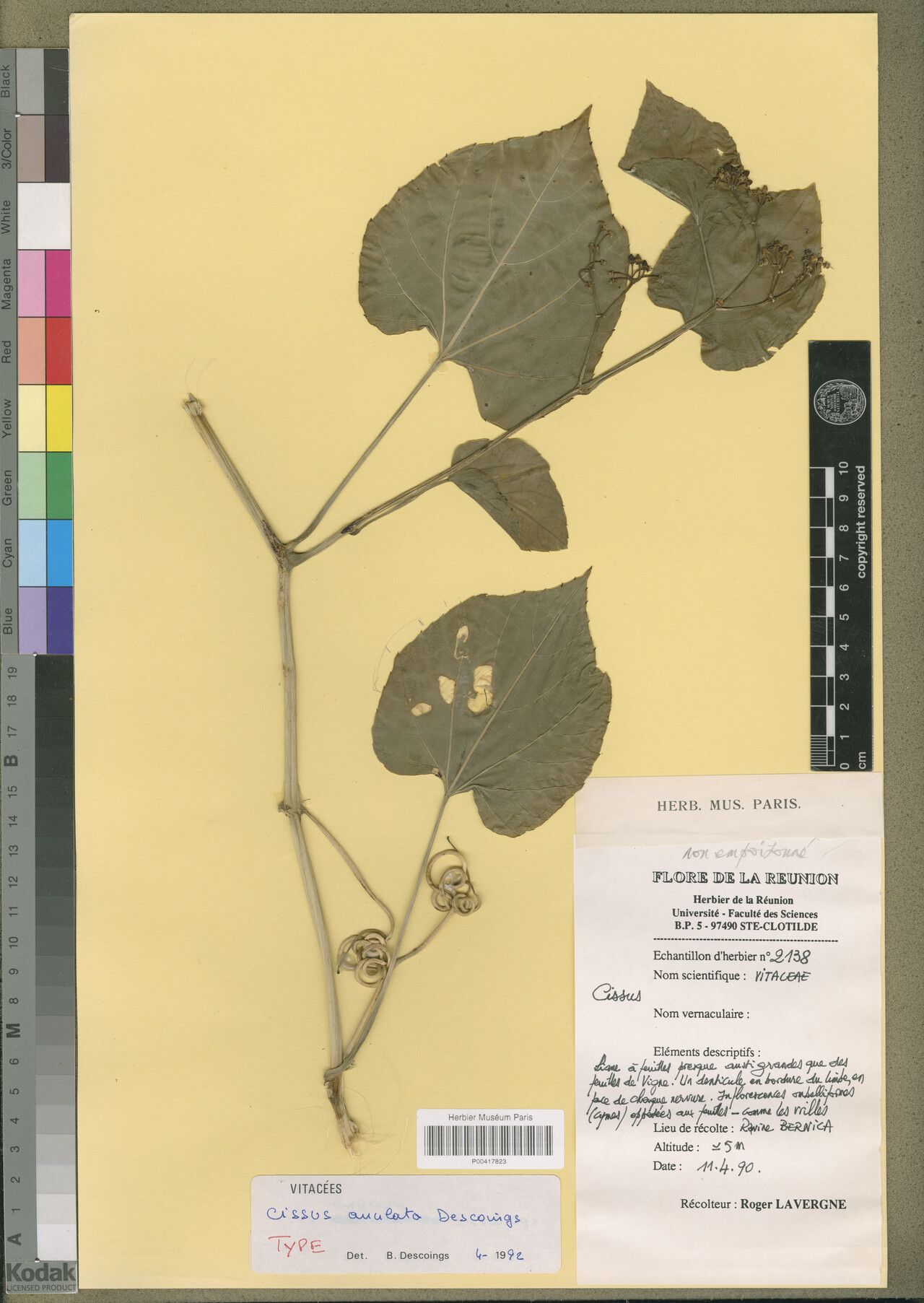 Cissus anulata — houseplant care guide