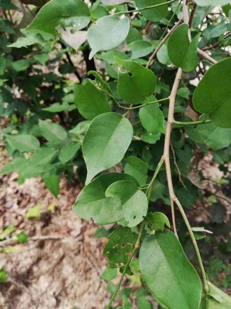 Baphia dewevrei — houseplant care guide