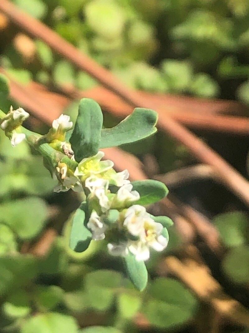 Polygonum arenastrum flower