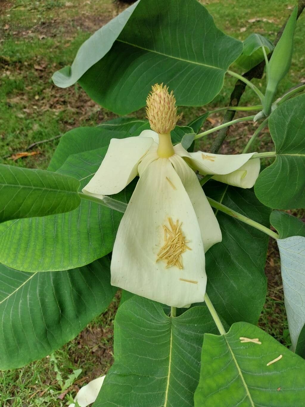 Magnolia dealbata flower