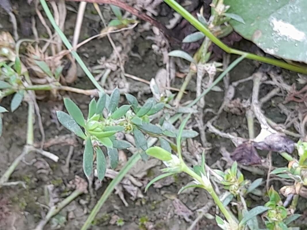 Paronychia arabica leaf