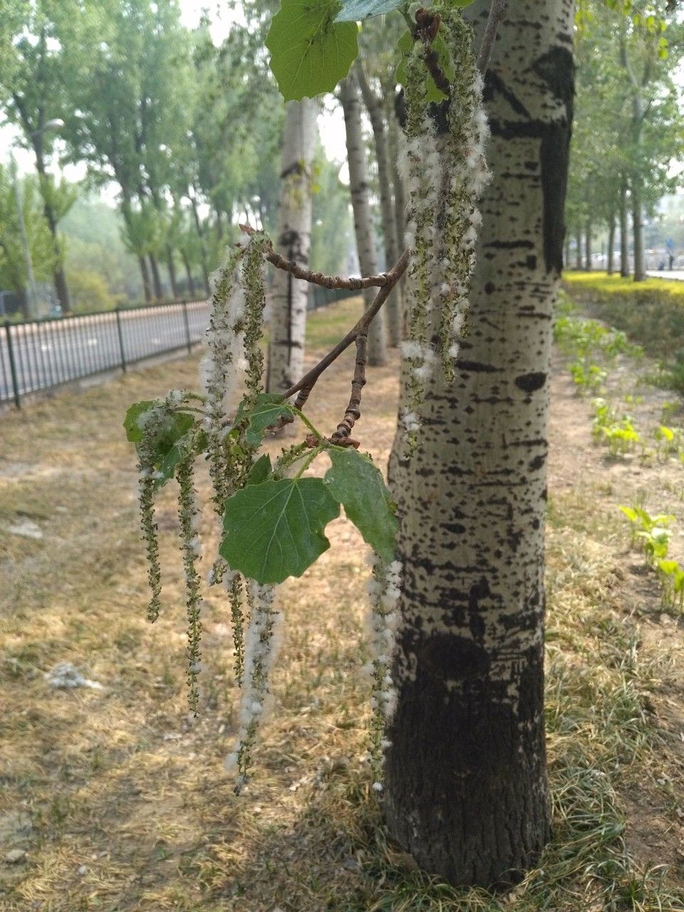 Populus × tomentosa flower