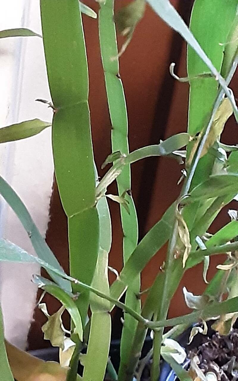 Muehlenbeckia platyclada — search result for 'Muehlenbeckia'