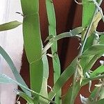 Muehlenbeckia platyclada