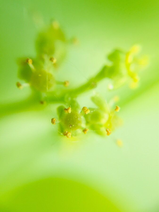 Griselinia littoralis flower