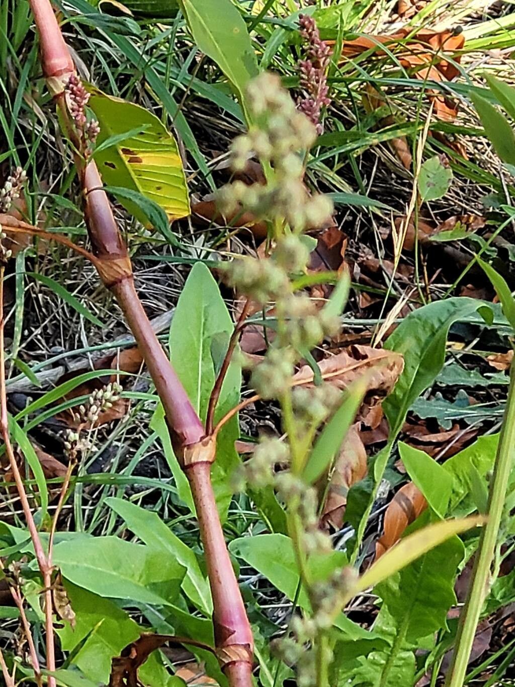 Chenopodium suecicum — search result for 'Chenopodium'