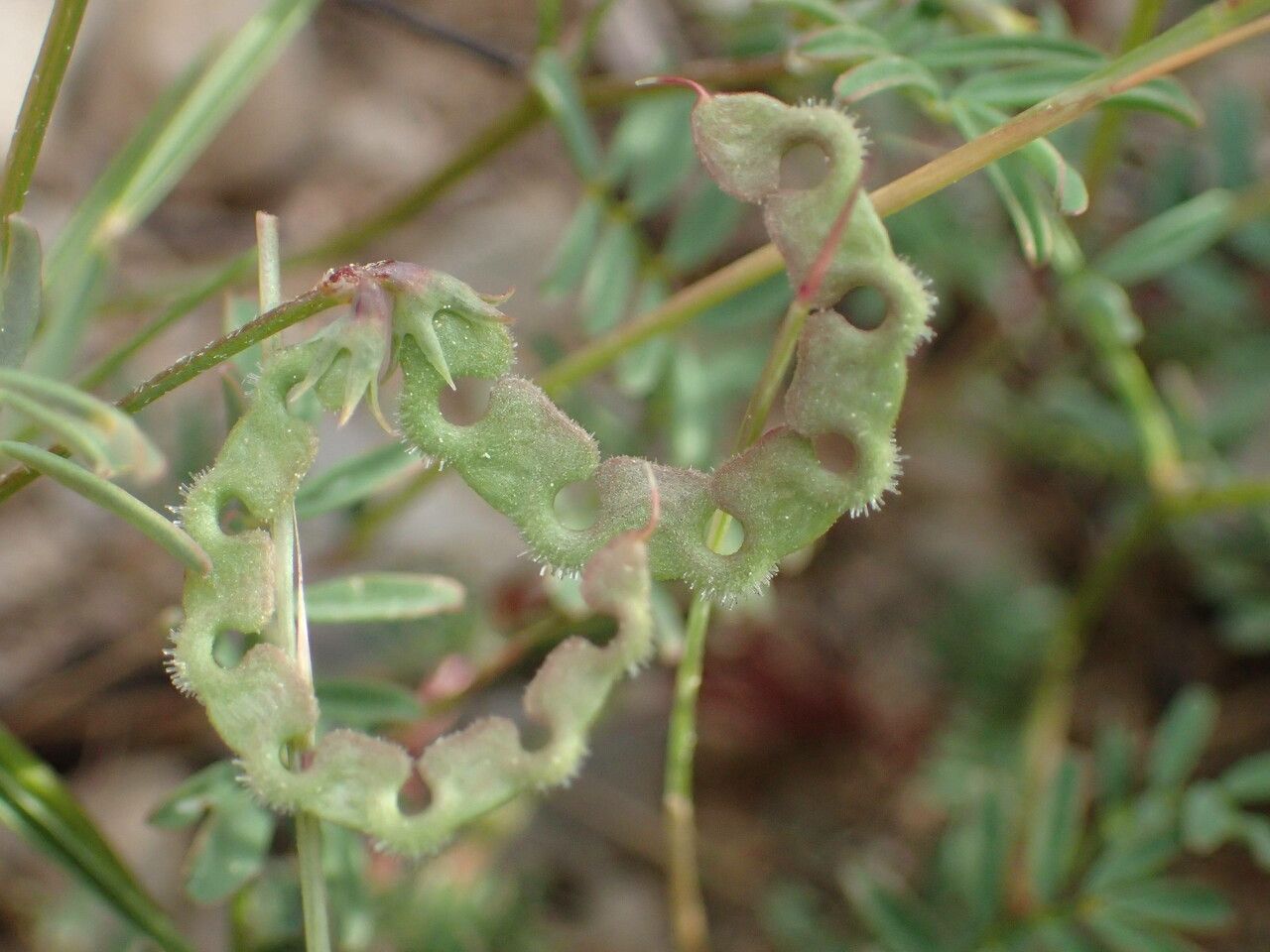 Hippocrepis ciliata fruit