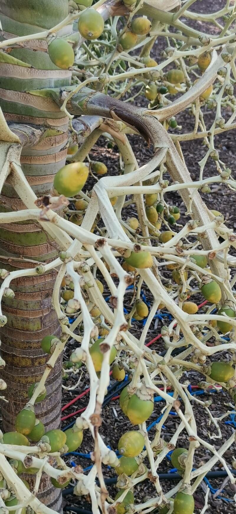 Veitchia metiti fruit