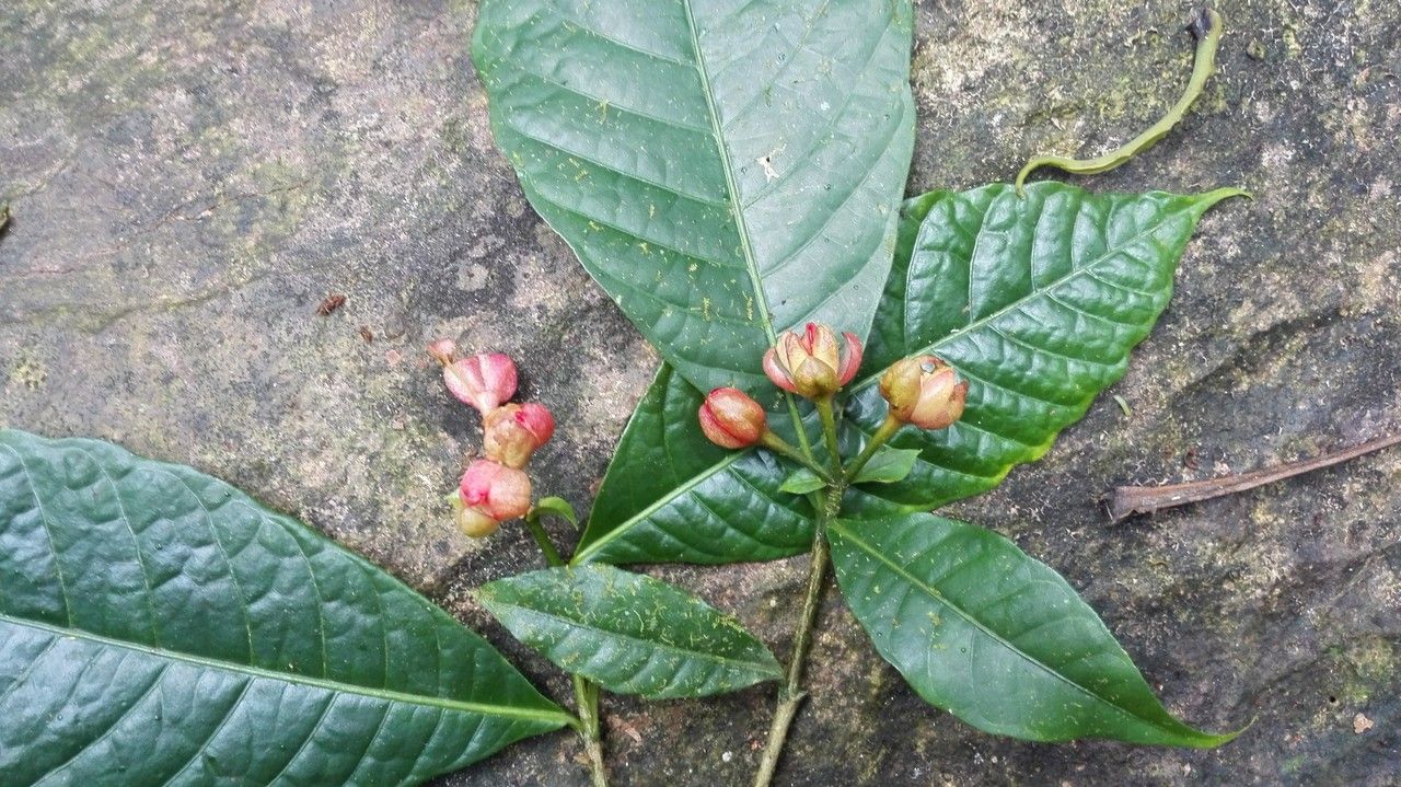 Ravenia rosea flower