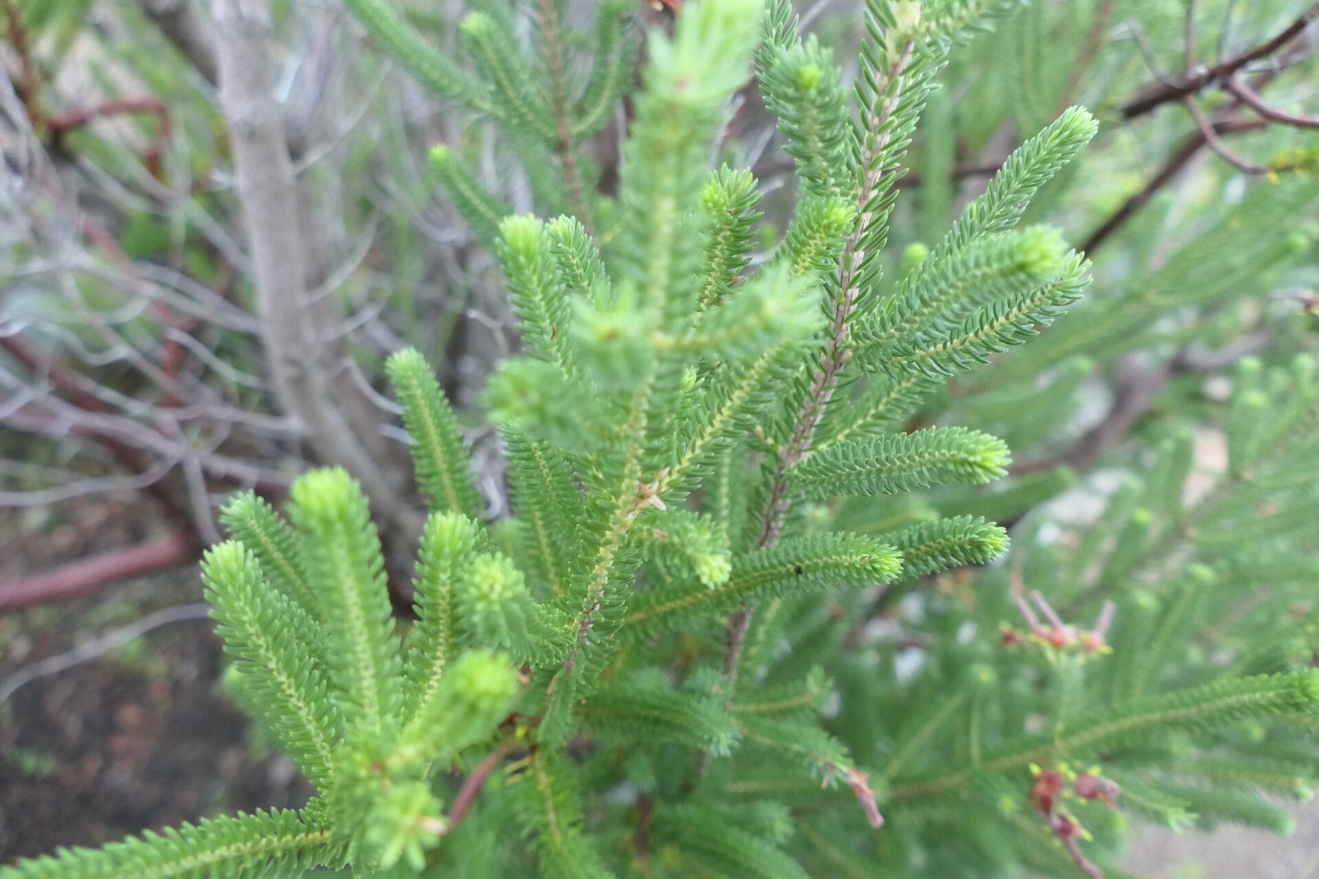 Erica brachialis bark
