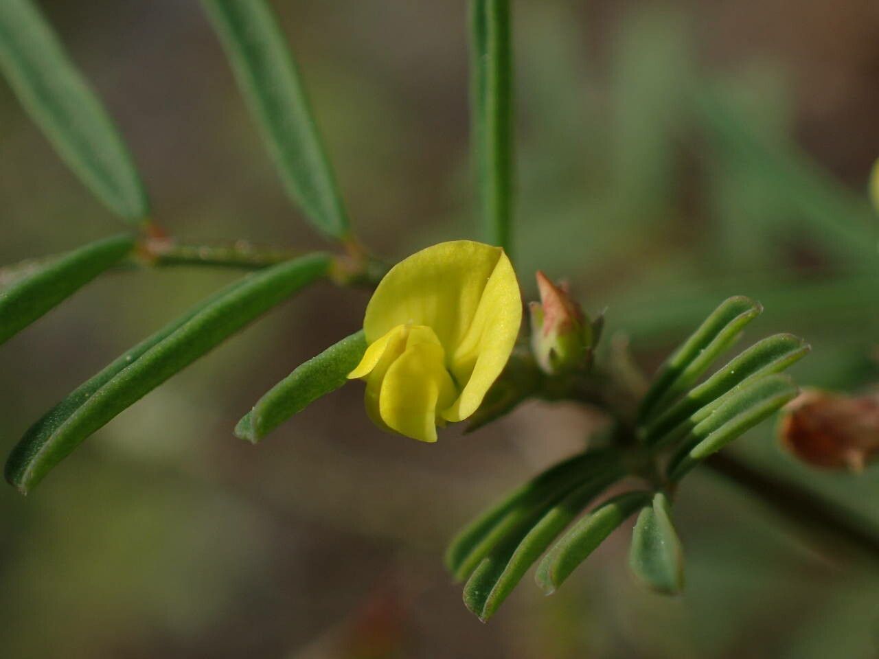 Hippocrepis ciliata flower