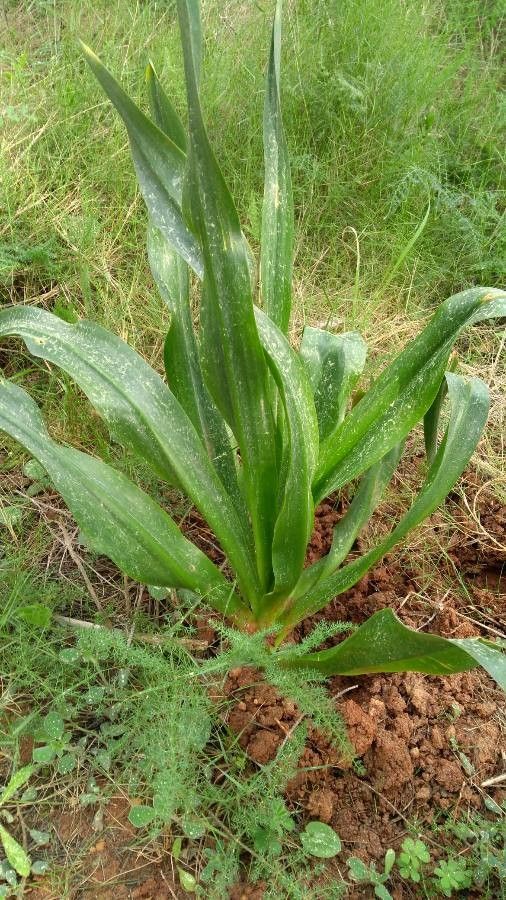 Colchicum corsicum leaf
