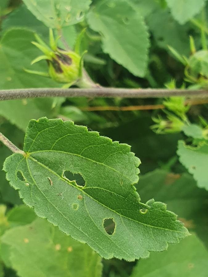 Hibiscus lunarifolius leaf