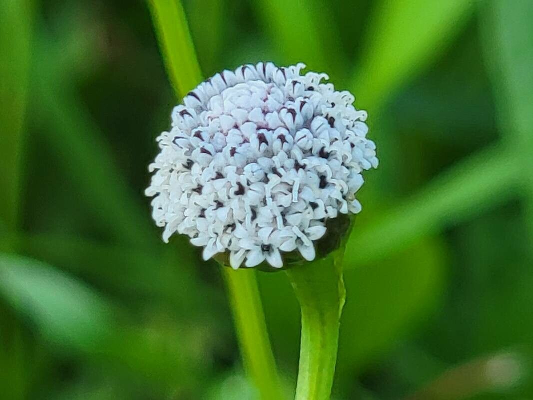 Lagascea mollis flower