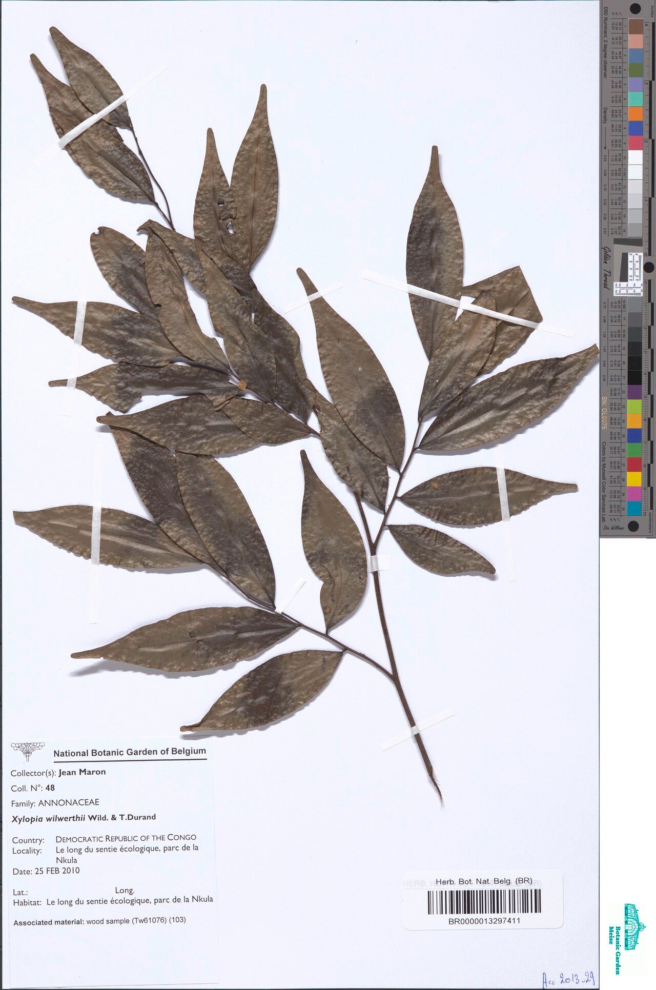 Xylopia wilwerthii other