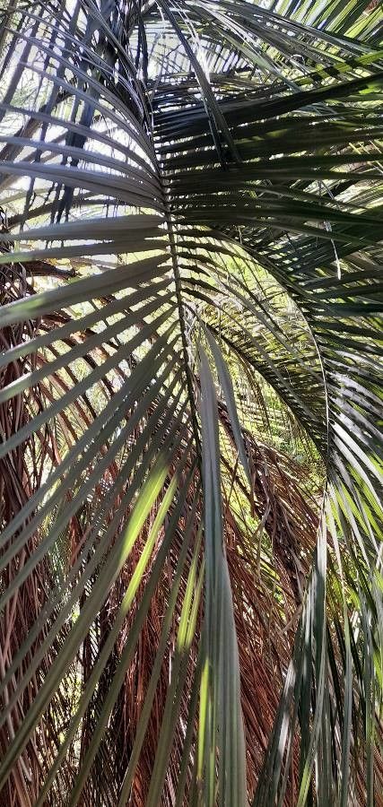 Butia eriospatha — related species from the same genus