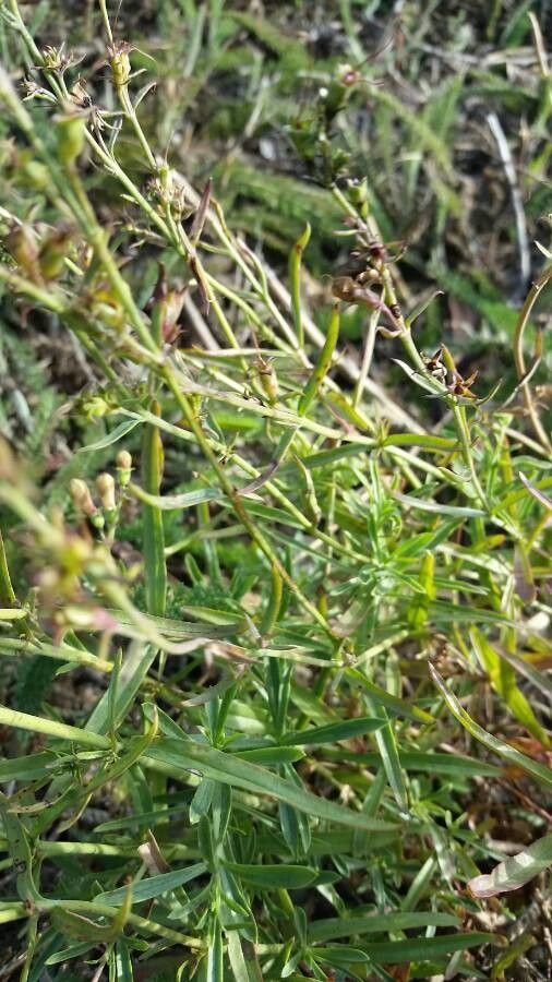 Penstemon heterophyllus leaf