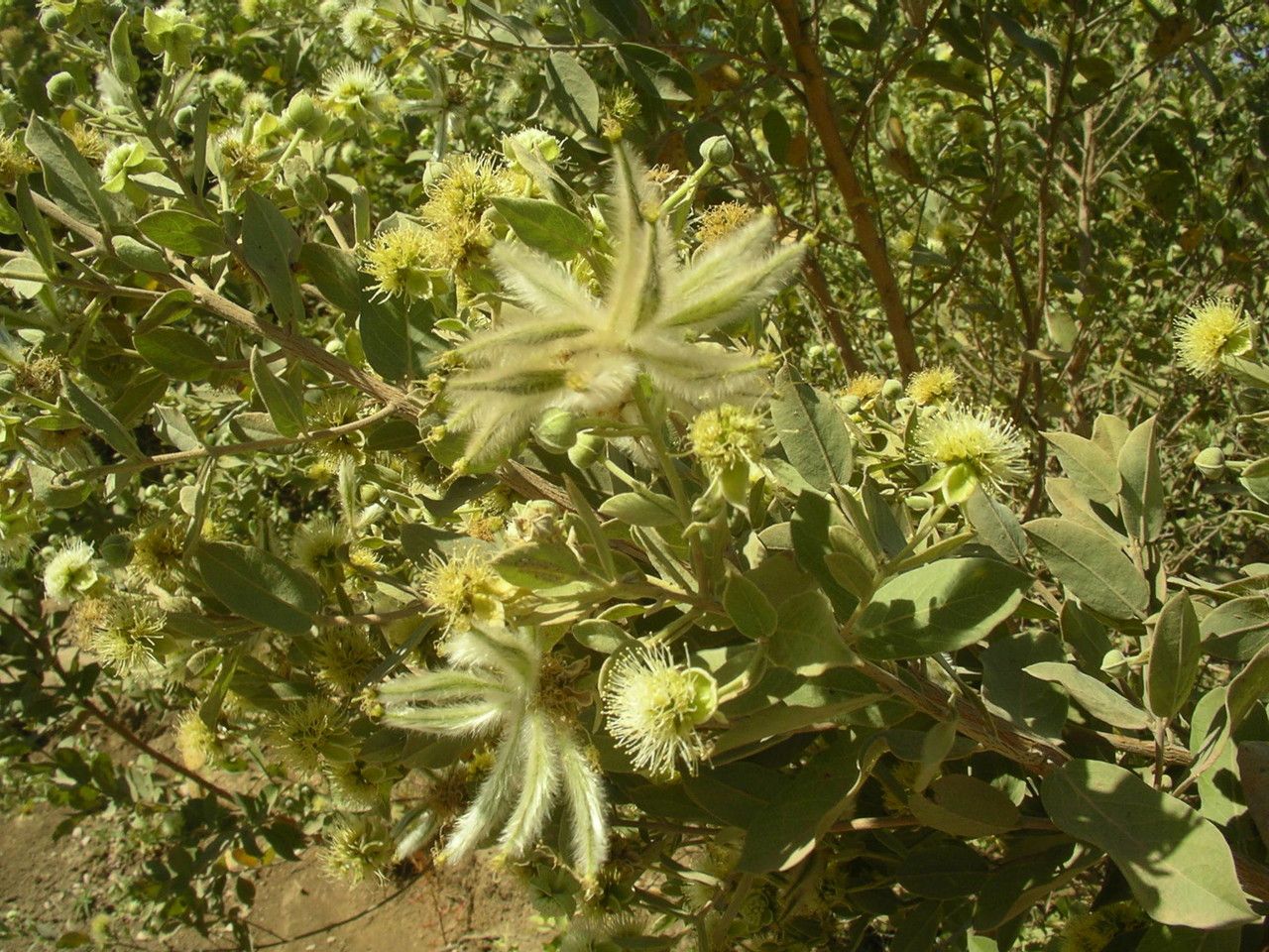 Guiera senegalensis fruit