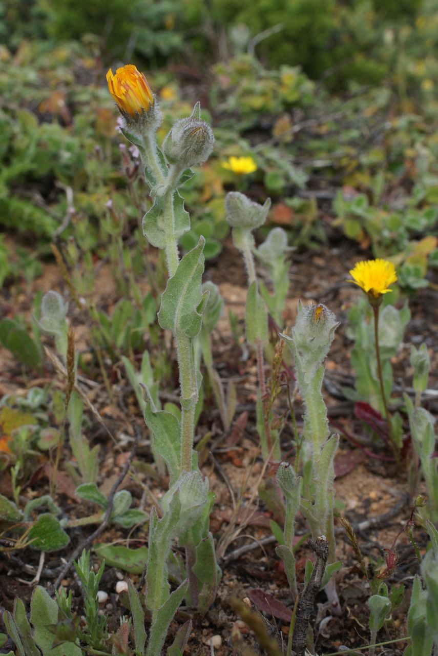 Andryala arenaria habit