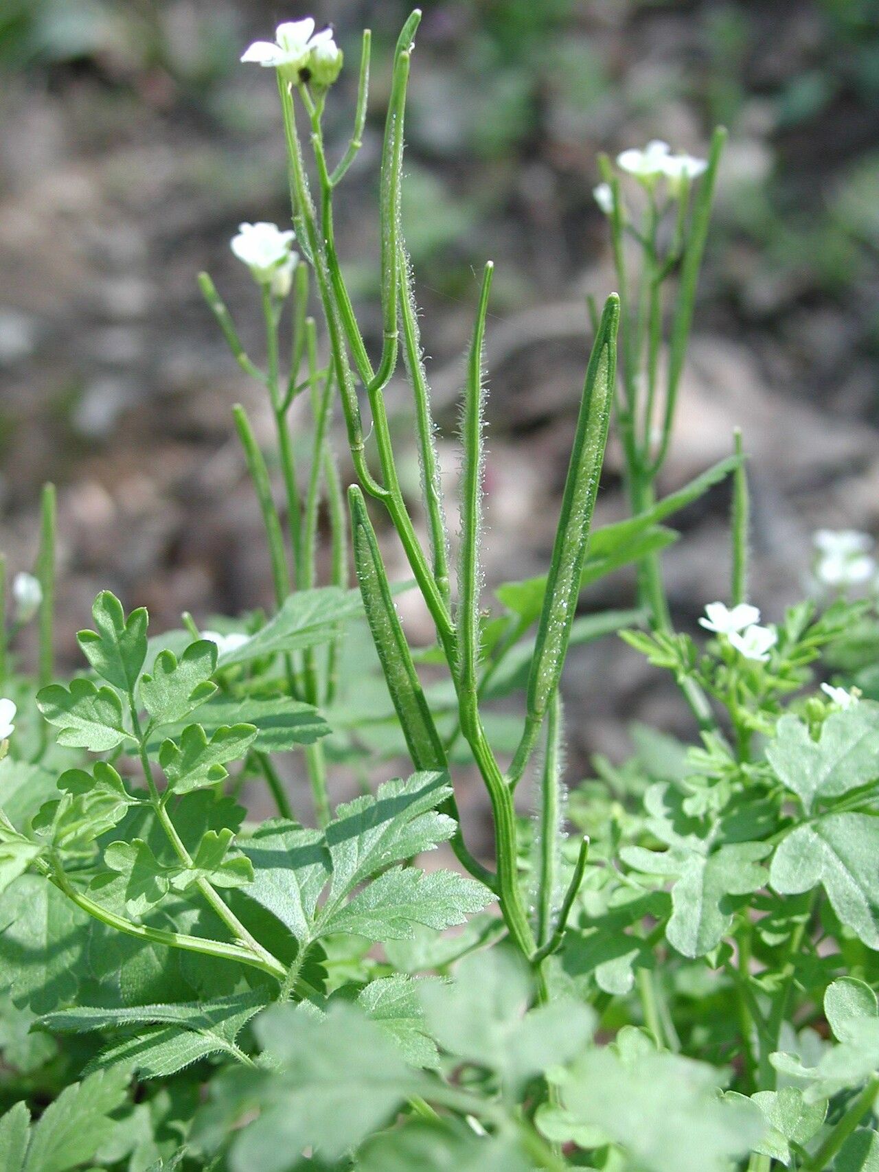 Cardamine graeca fruit