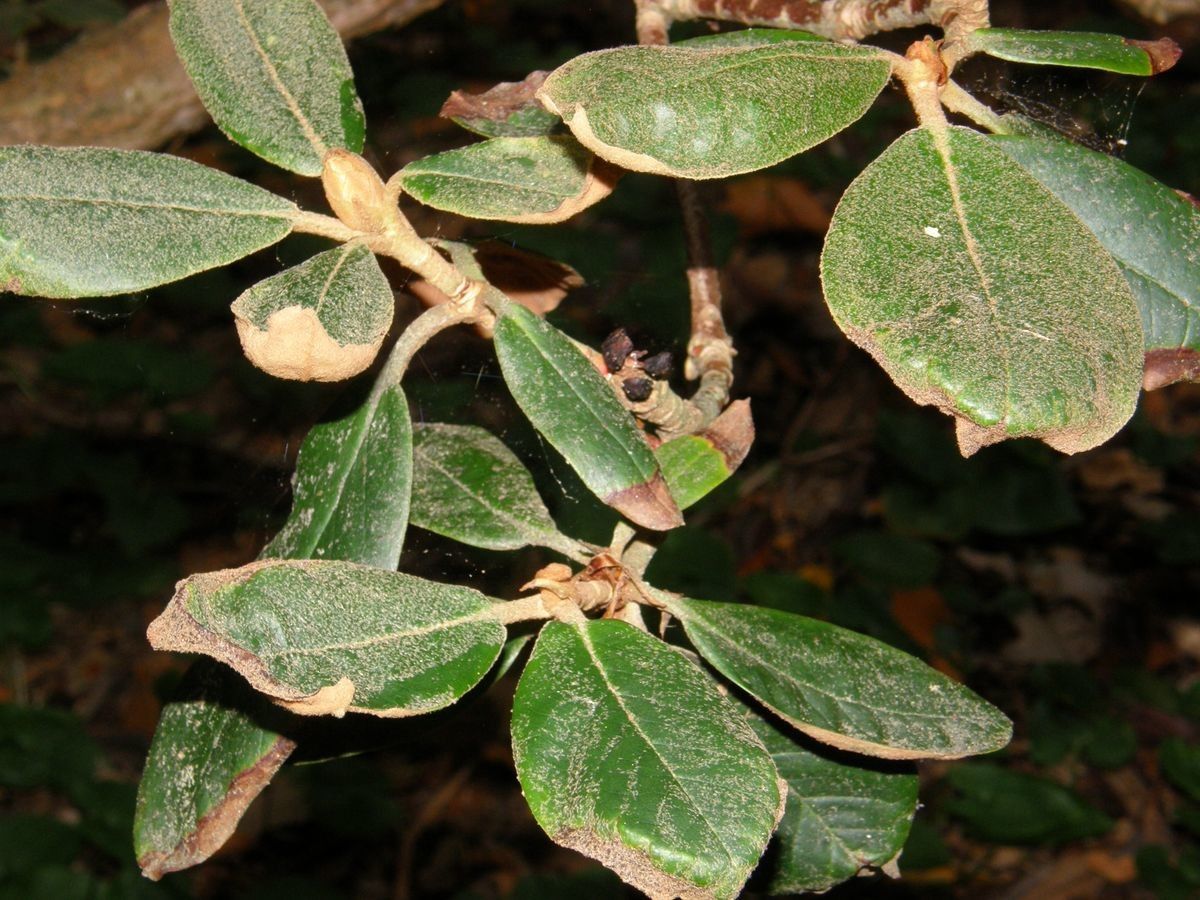 Rhododendron catacosmum — houseplant care guide
