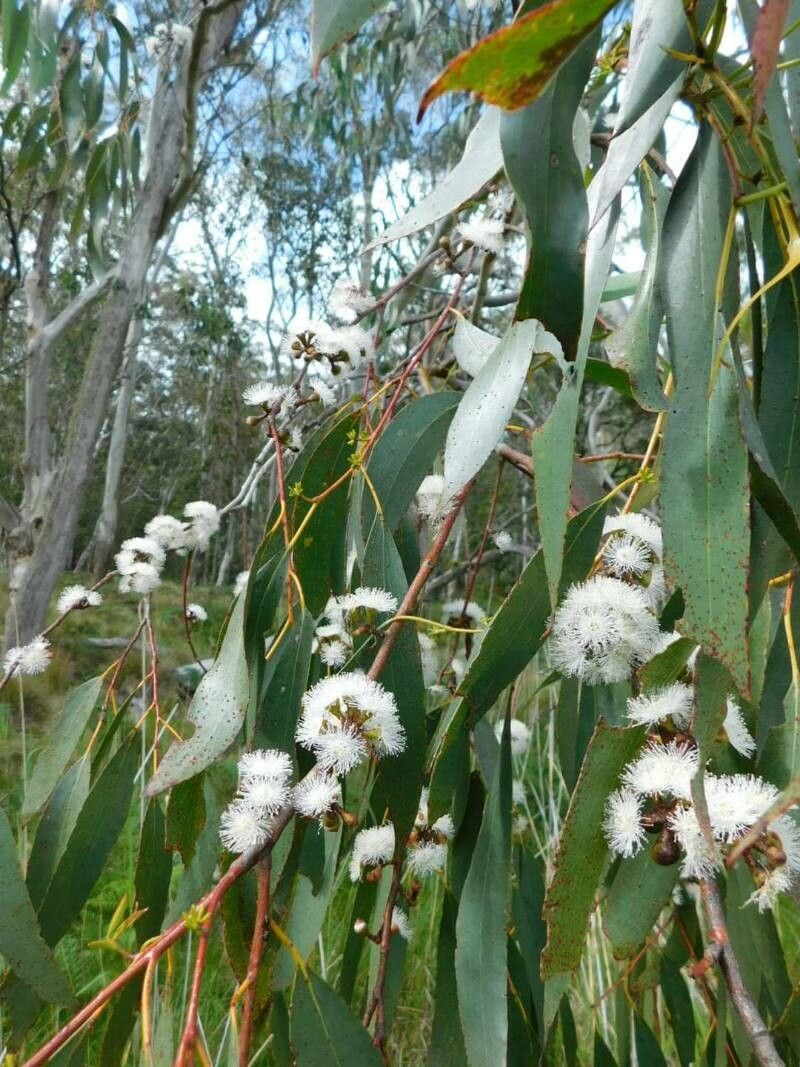 Eucalyptus pauciflora flower