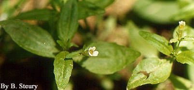 Gratiola virginiana habit