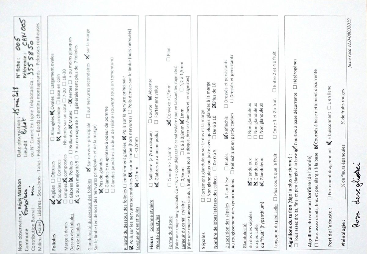 Rosa deseglisei other