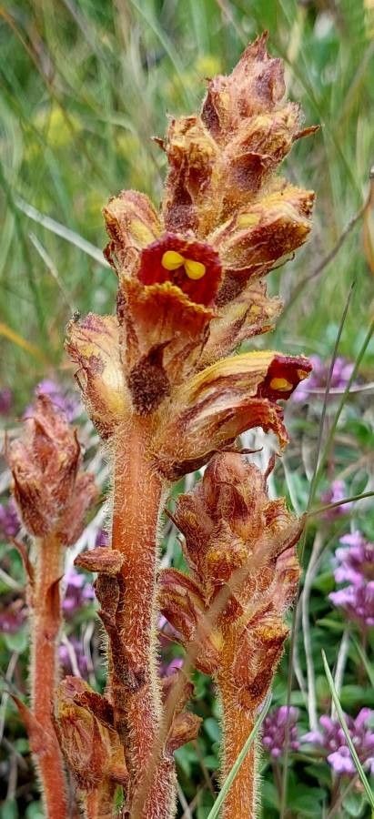 Orobanche variegata leaf
