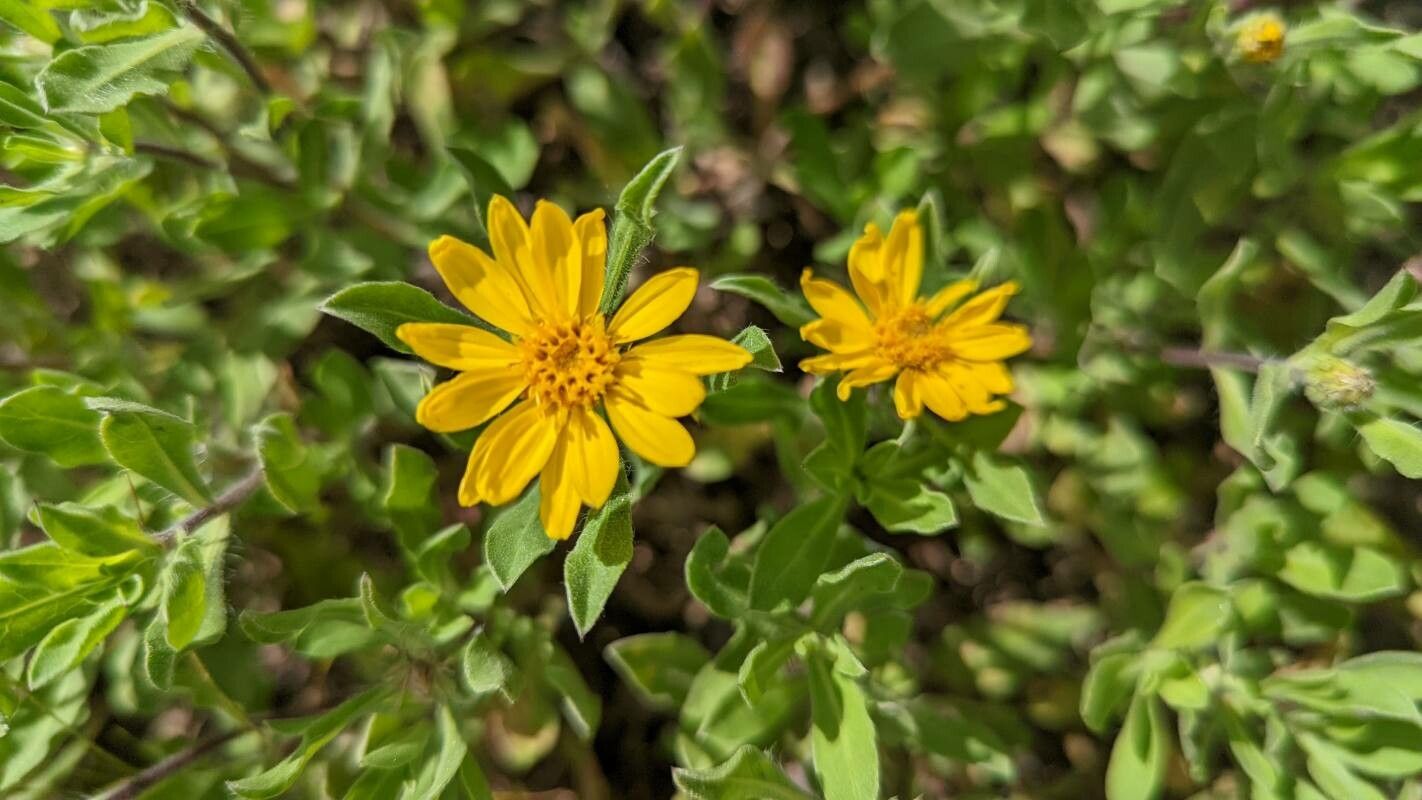Heterotheca pumila flower