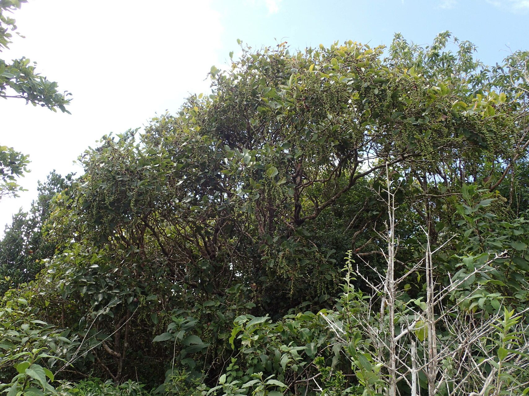 Coccoloba swartzii habit