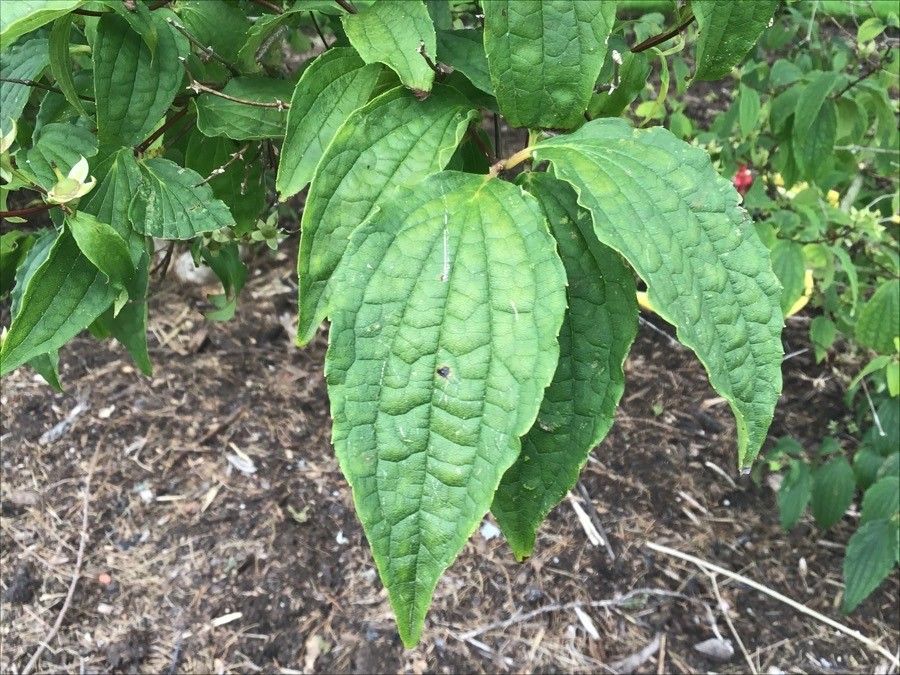 Philadelphus pekinensis — houseplant care guide