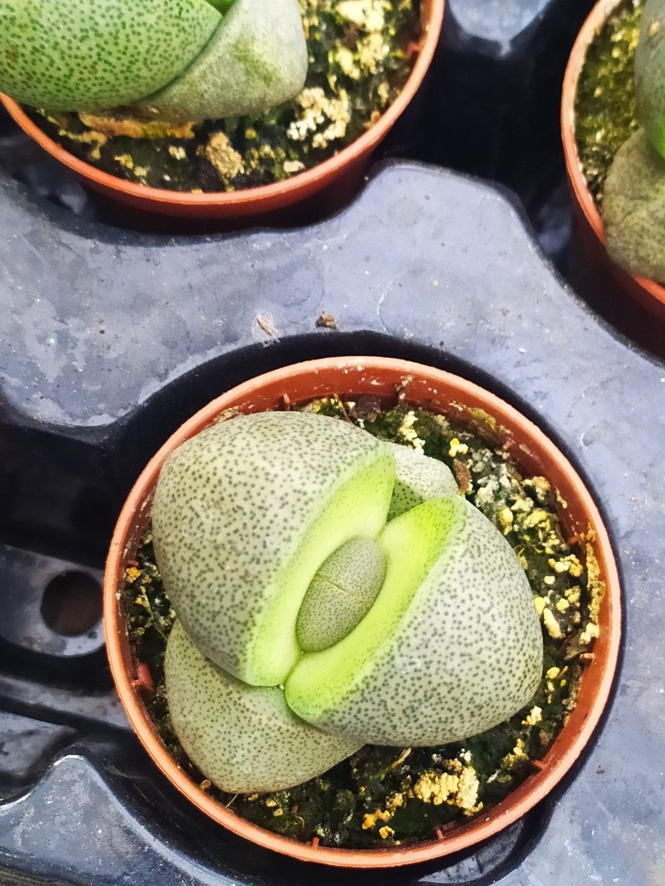 Pleiospilos nelii bark