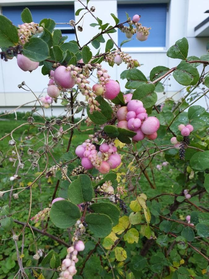 Symphoricarpos x doorenbosii flower